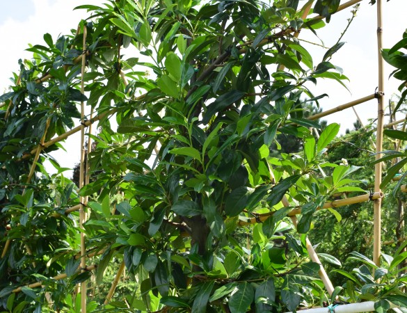 Prunus Novita - Laurierkers novita leivorm
