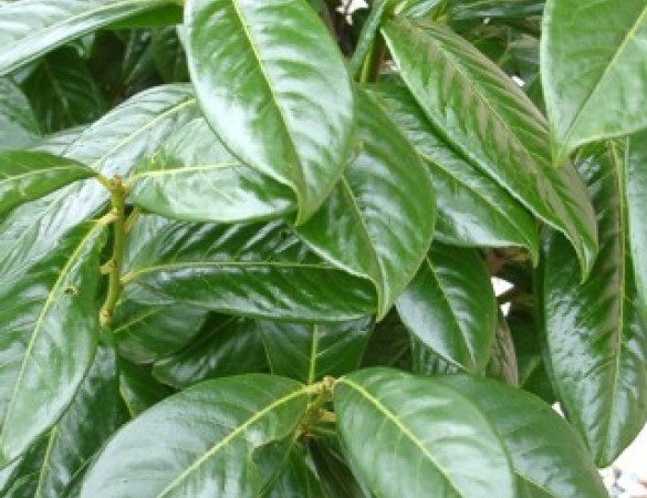 Prunus novita - dakvorm laurier