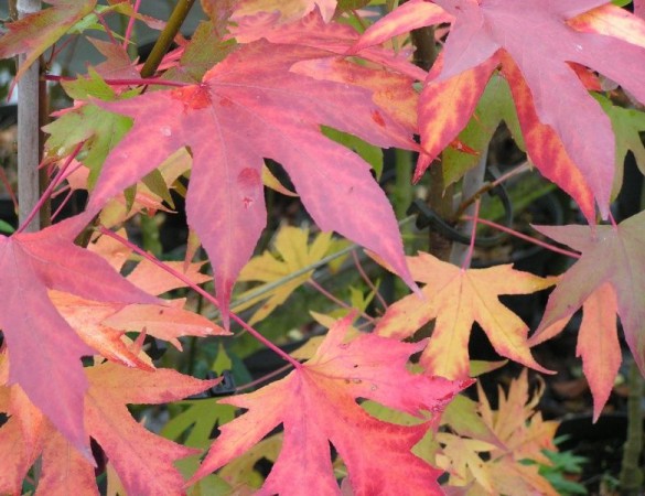 Dak Amberboom - Liquidambar styr. worplesdon dakvorm