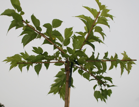 Moerbei dakvorm - Morus Plat. (fruitless)