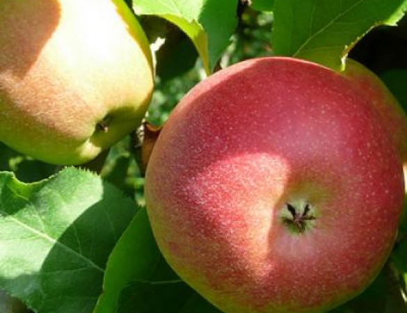 Malus jonagold (ecoletta) Leivorm