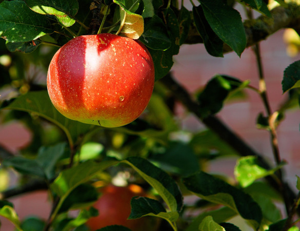 Malus jonagold (ecoletta) Leivorm