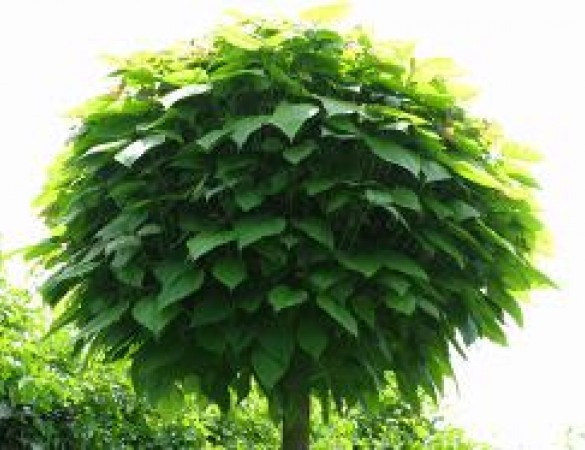 Bol Catalpa / Trompetboom - Catalpa bignoides 'Nana' 