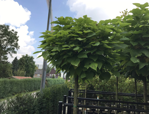 Bol Catalpa / Trompetboom - Catalpa bignoides 'Nana' 