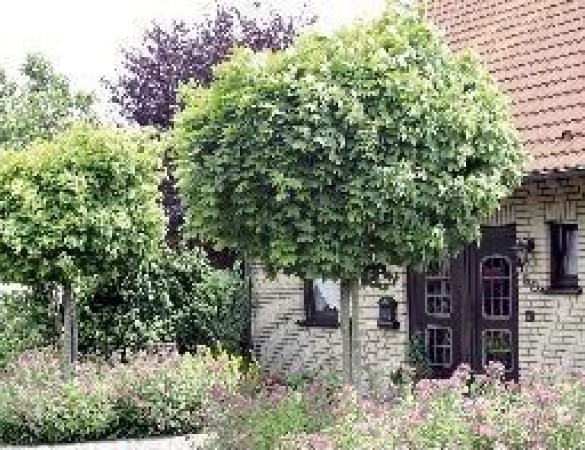 Grootbladige Bolesdoorn - Acer Platanoides 'Globosum'