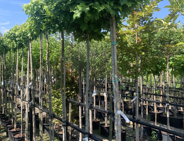Grootbladige Bolesdoorn - Acer Platanoides 'Globosum'