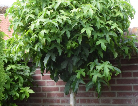 Bol Amberboom - Liquidambar Styr. 'Gumm bal'