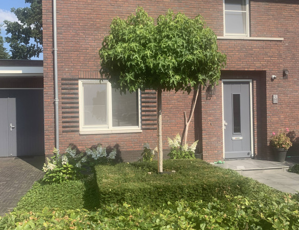 Bol Amberboom - Liquidambar Styr. 'Gumm bal'