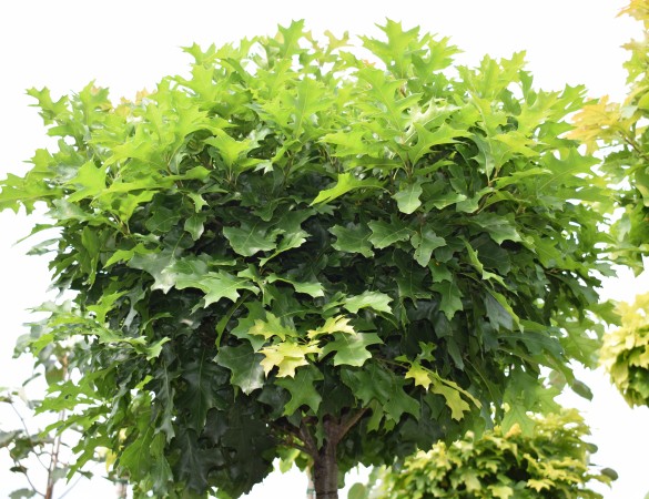 Bol eik - Quercus Palustris 'Green Dwarf'