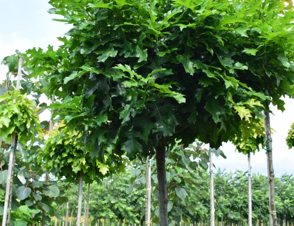 Bol eik - Quercus Palustris 'Green Dwarf'