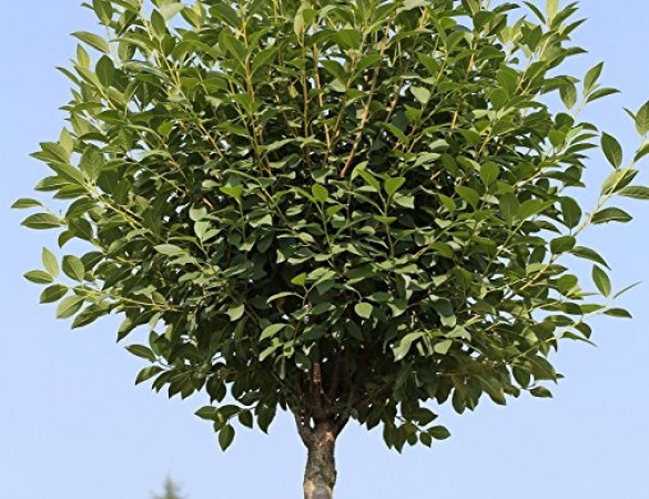 Sierkers bolvorm - Prunus fruticosa 'Globosa'