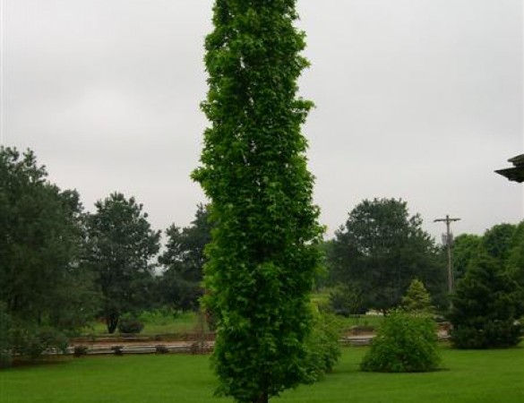 Zuilvorm Amberboom - Liquidambar Slender siluet