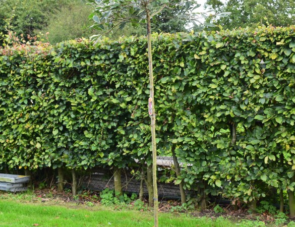 Bol Glansmispel - Bol Photinia Fras. red Robin 