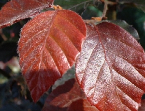 Rode beuk - Fagus sylv. Purperea