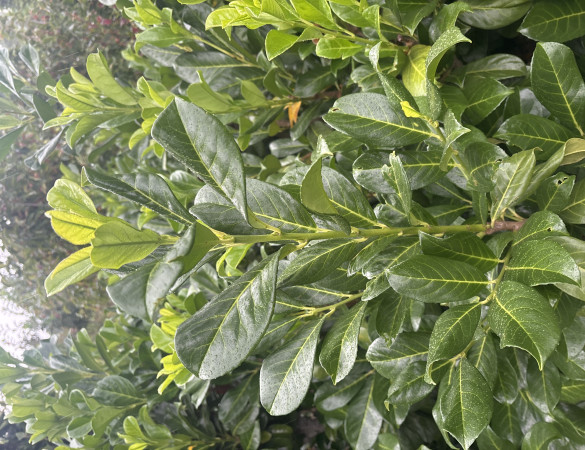 Prunus Novita - Laurierkers 