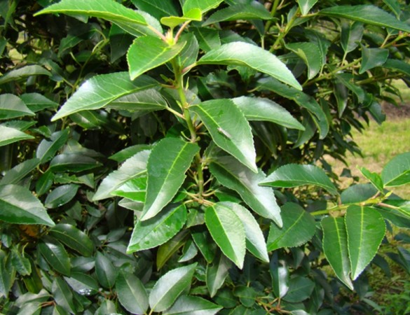 Portugese laurier - Prunus lusitanica ‘Angustifolia’ 