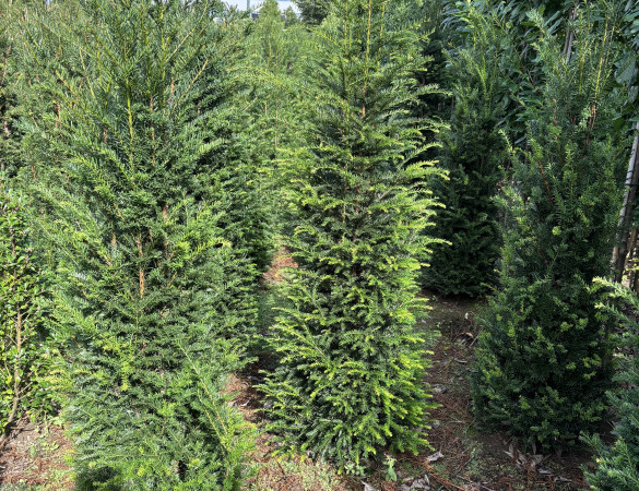 Taxus baccata - Haag taxus