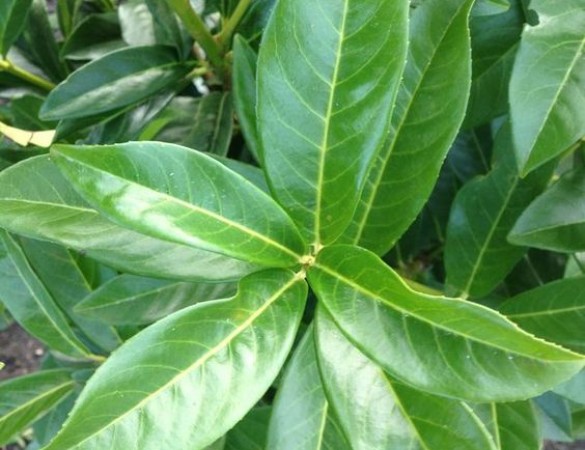 Laurier - Prunus Laur. Novita Hoogstam