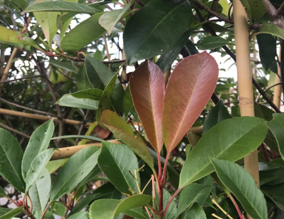 Lei Glansmispel - Photinia red robin
