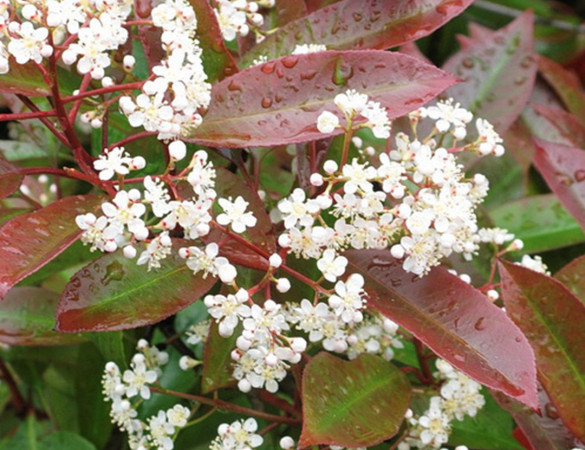 Lei Glansmispel - Photinia red robin