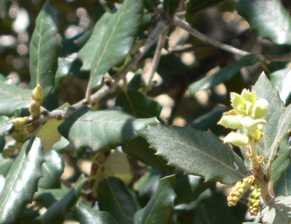Quercus ilex - Steeneik Leivorm