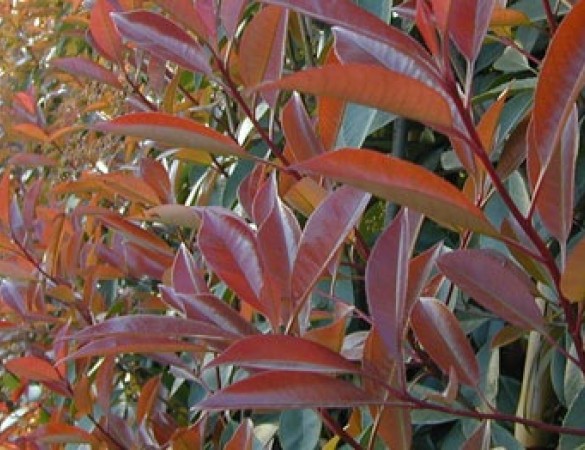 Glansmispel - Photinia Fras. red robin hoogstam