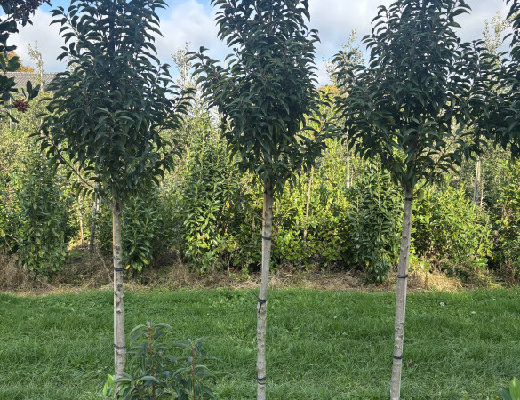 Portugese laurier hoogstam - Prunus Luc. 'Angustifolia'