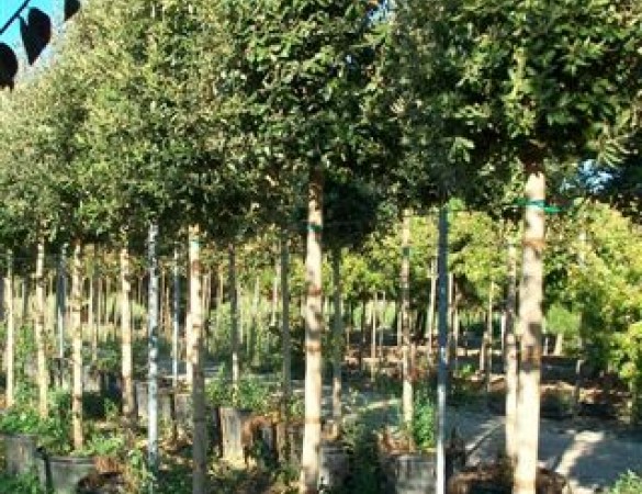 Steeneik - Quercus ilex hoogstam