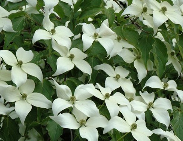 Cornus wiesse fontaine - Japanse kornoelje