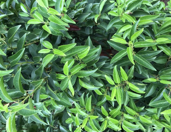 Portugese laurier leivorm - Prunus lusitanica 'Angustifolia'