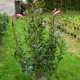 Glansmispel - Photinia x Fras. red robin