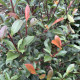Glansmispel - Photinia x Fras. red robin