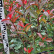 Glansmispel - Photinia x Fras. red robin