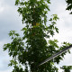 Amberboom - Liquidambar styr. worplesdon
