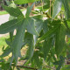 Amberboom - Liquidambar styr. worplesdon