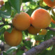 Abrikoos - Prunus armeniaca 'Bredase'
