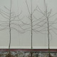 Abrikoos - Prunus armeniaca 'Bredase'