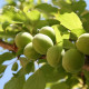 Abrikoos - Prunus armeniaca 'Bredase'