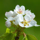 Abrikoos - Prunus armeniaca 'Bredase'