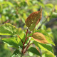 Abrikoos - Prunus armeniaca 'Bredase'