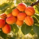 Abrikoos - Prunus armeniaca 'Bredase'