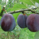 Donkerblauwe Pruim - Prunus Domestica 'Bleu de belgique'