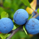 Donkerblauwe Pruim - Prunus Domestica 'Bleu de belgique'