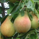 Bon louise - grote fijne handpeer