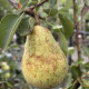 Bon louise - grote fijne handpeer