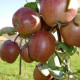 Brabantse bellefleur - malus domestica 'Brabantse Bellefleur'