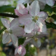 Brabantse bellefleur - malus domestica 'Brabantse Bellefleur'