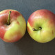 Brabantse bellefleur - malus domestica 'Brabantse Bellefleur'