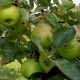 Groene Appel - Bramley seedling 