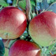 zeelandse appel - Malus Braeburn